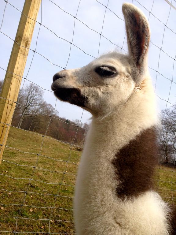 Farm Stay Happy Dogs Ranch Veberöd Eksteriør billede