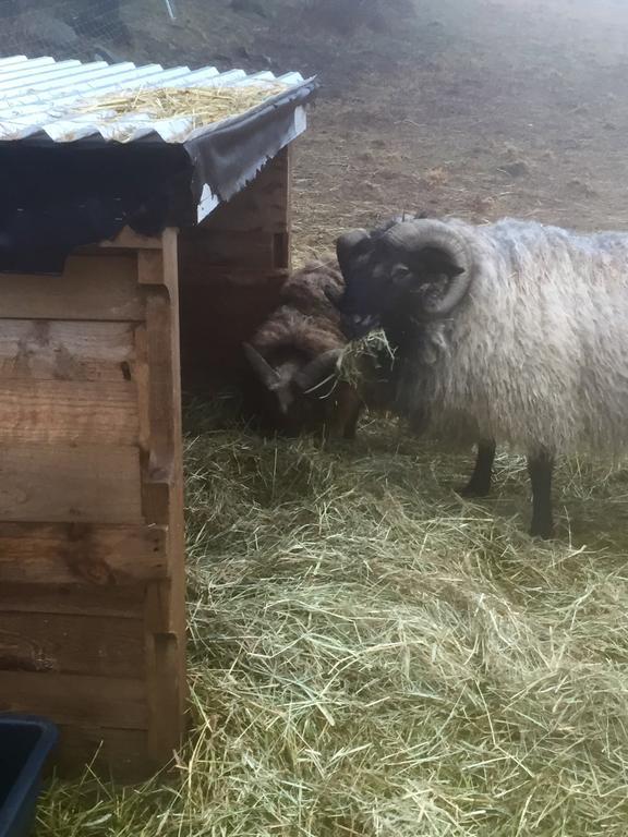 Farm Stay Happy Dogs Ranch Veberöd Eksteriør billede