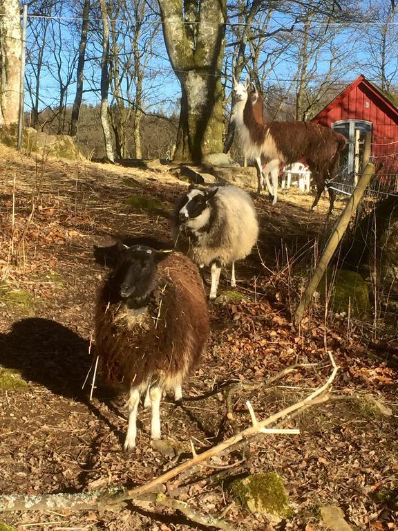 Farm Stay Happy Dogs Ranch Veberöd Eksteriør billede