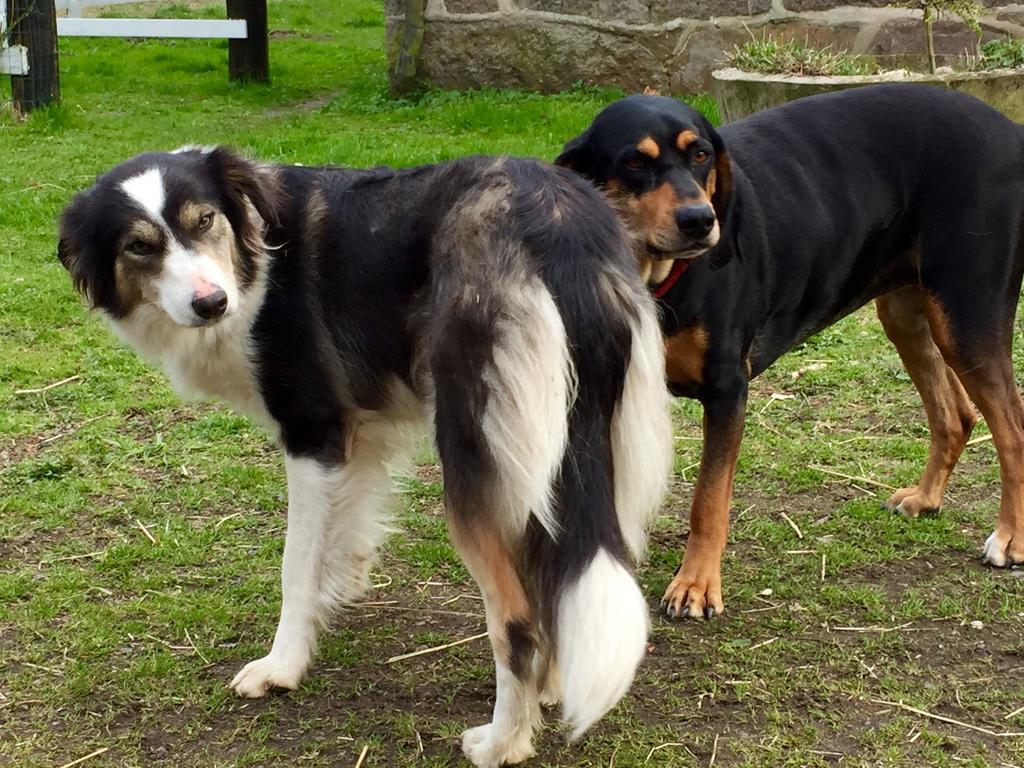 Farm Stay Happy Dogs Ranch Veberöd Eksteriør billede
