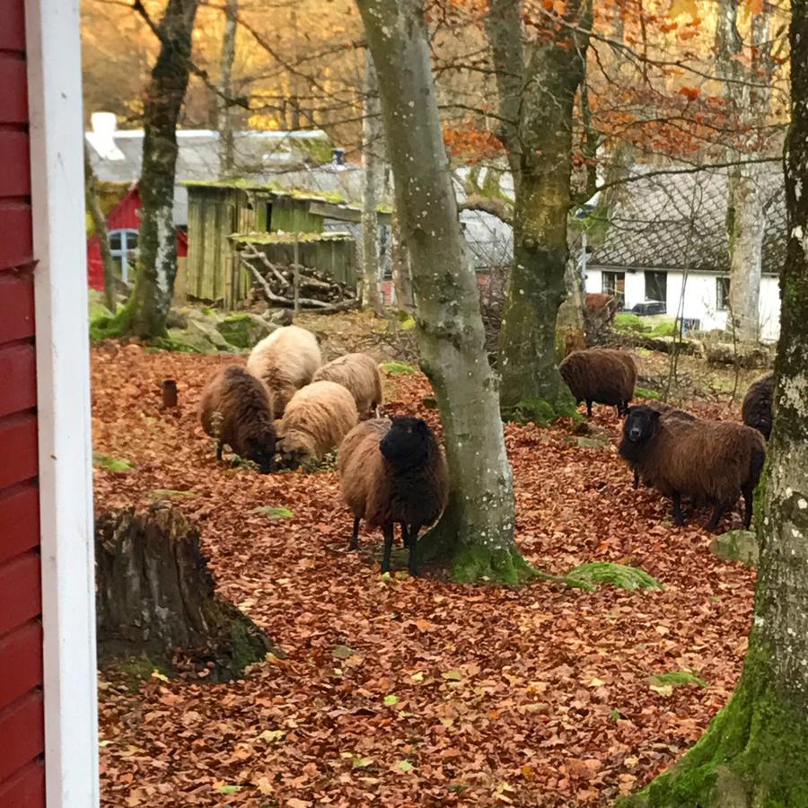 Farm Stay Happy Dogs Ranch Veberöd Eksteriør billede